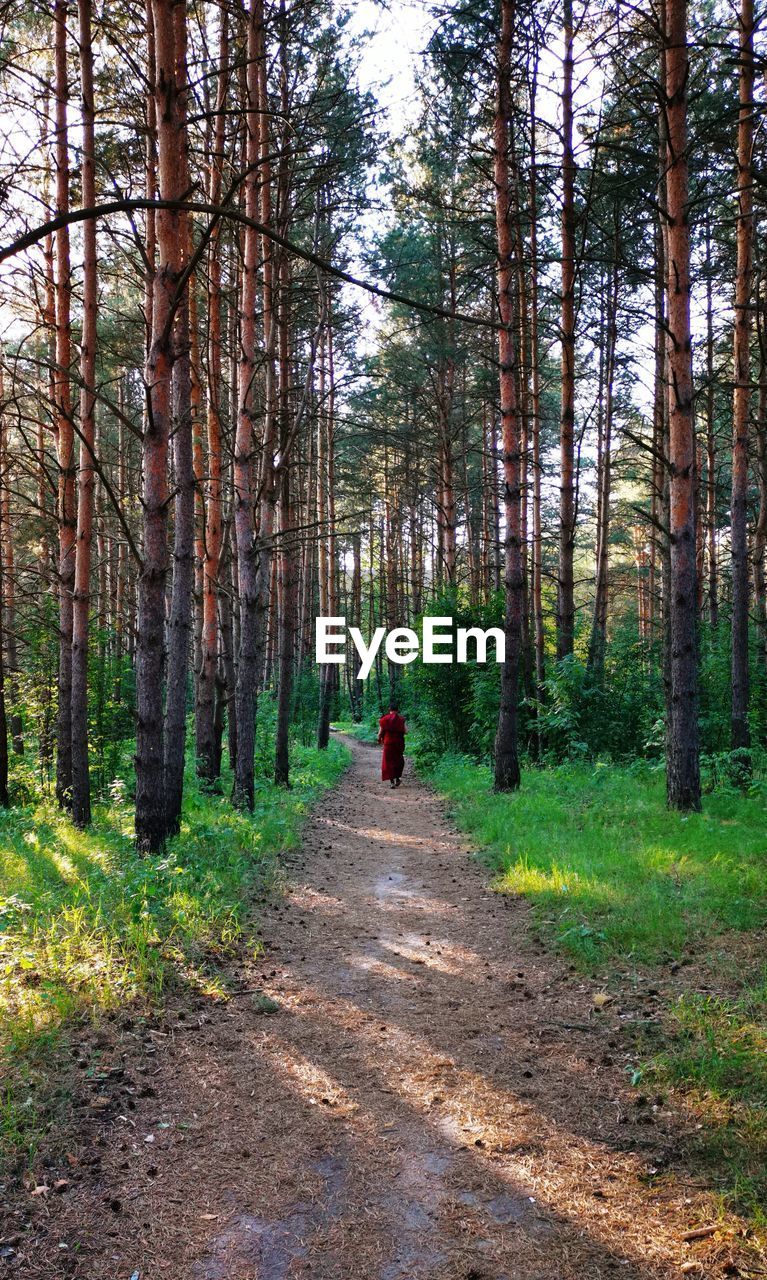 Rear view of buddist monk walking on footpath amidst trees in forest