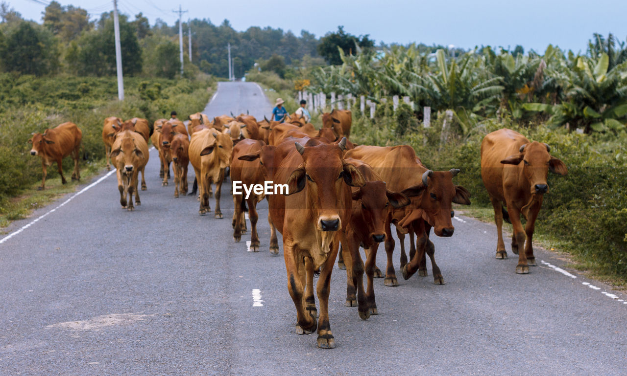 Cows walking on street amidst field