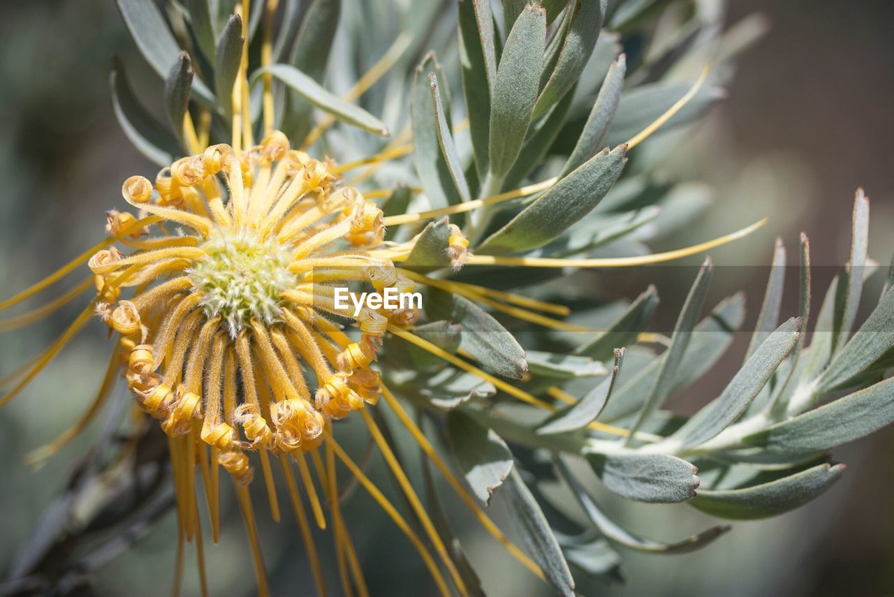 Close-up of flowers against blurred background