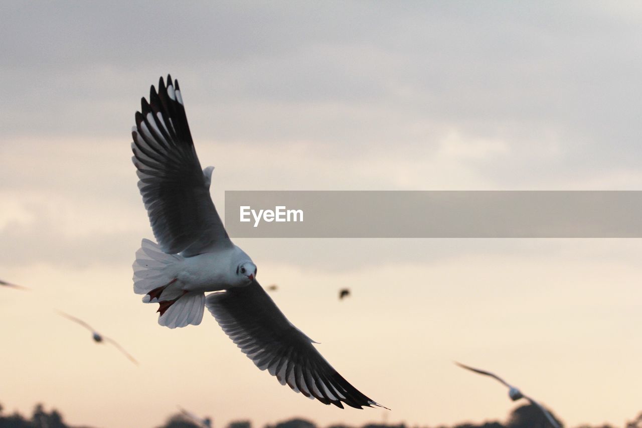 LOW ANGLE VIEW OF SEAGULLS FLYING