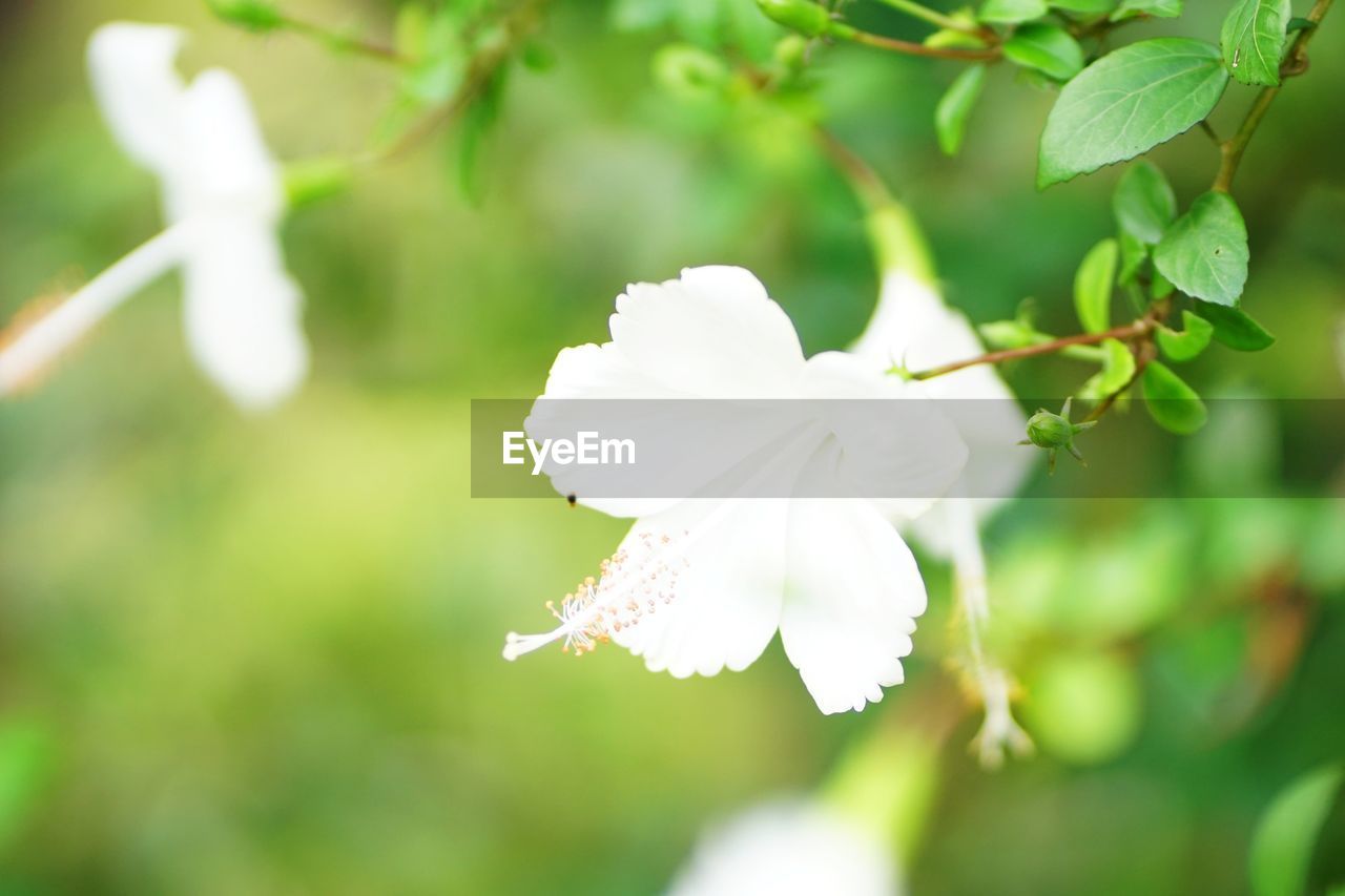 CLOSE-UP OF WHITE FLOWERING PLANT AGAINST BLURRED BACKGROUND