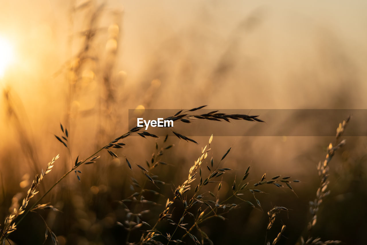 Close-up of stalks in field against sky