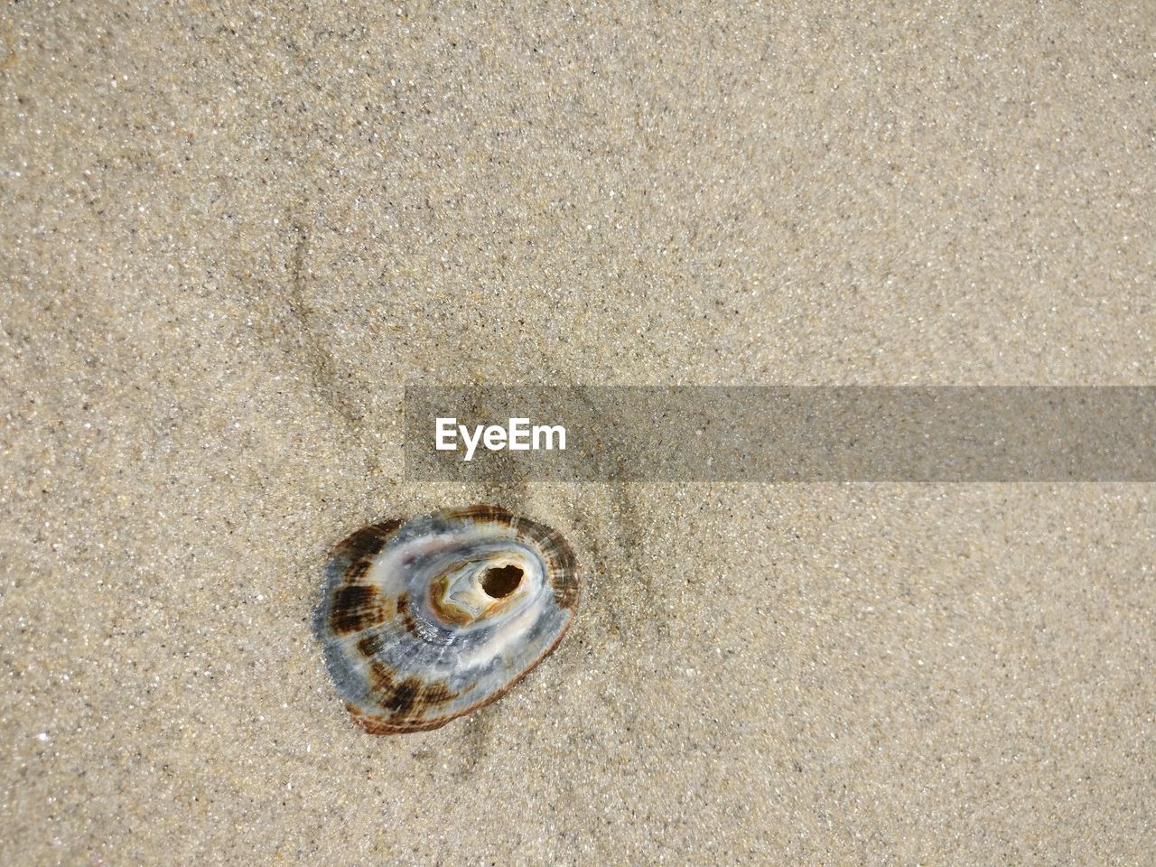 High angle view of shell on beach