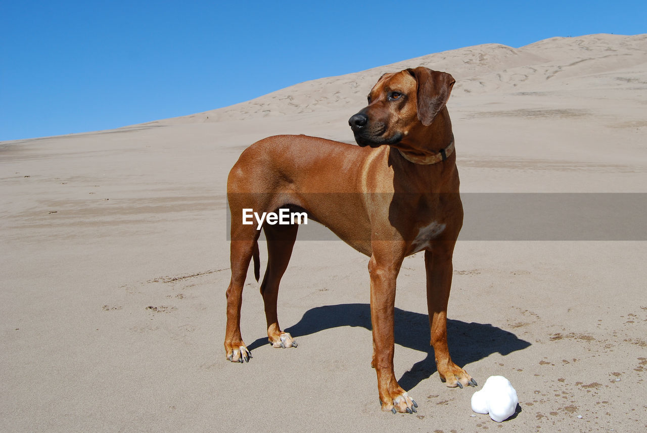 Rhodesian ridgeback dog standing at great sand dunes national park