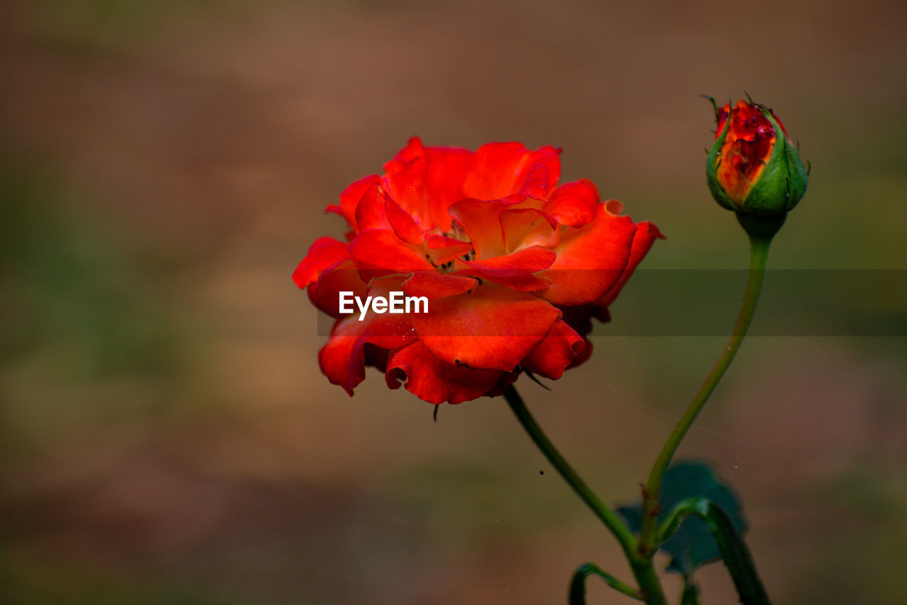 Close-up of red rose