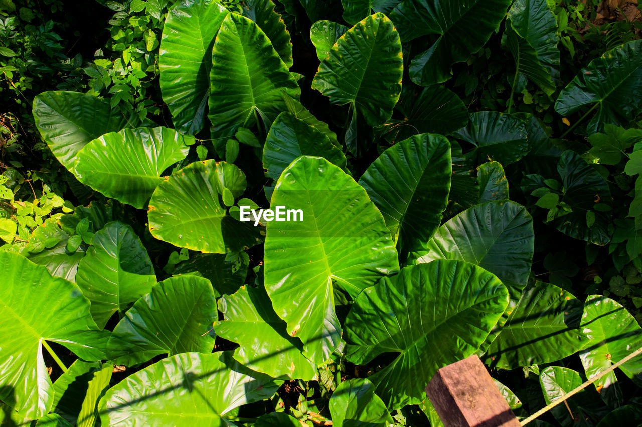 High angle view of green leaves