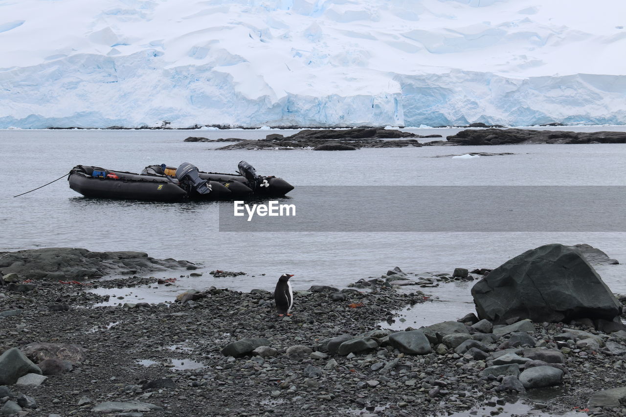 Penguin on shore at beach against glacier