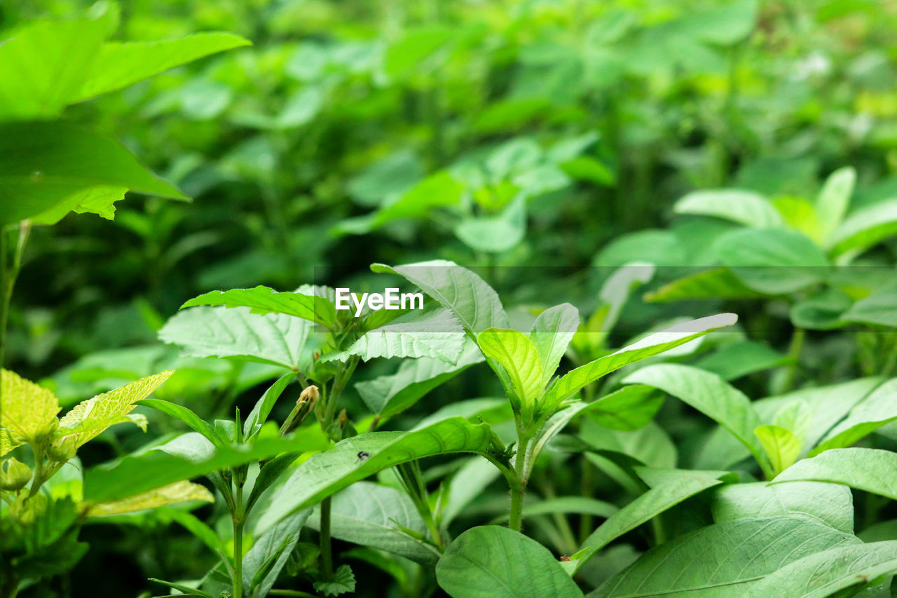 Close-up of plant growing on field