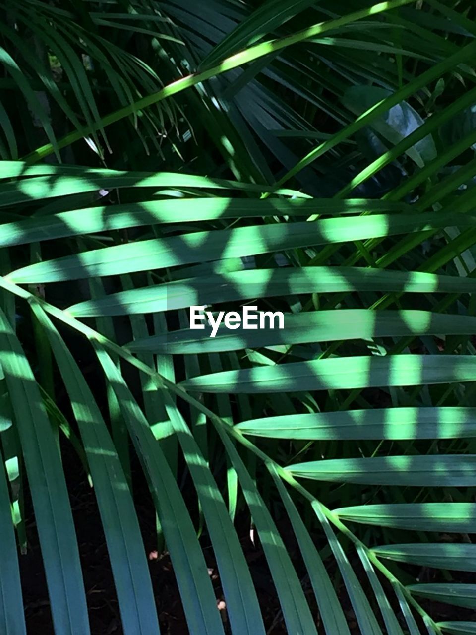 CLOSE-UP OF PALM LEAVES