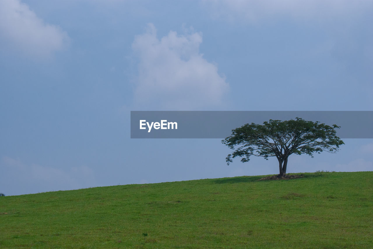 Tree on field against sky