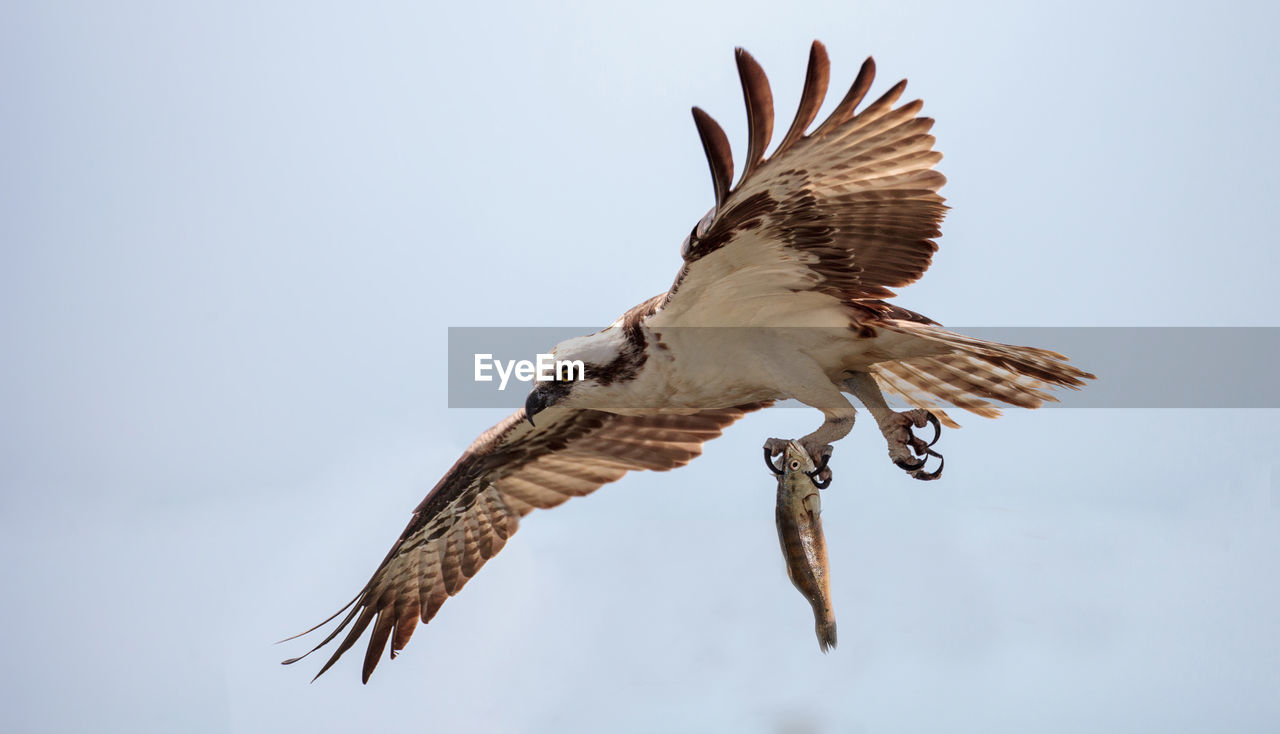 Osprey bird of prey pandion haliaetus flying across a blue sky with a fish over clam pass in naples