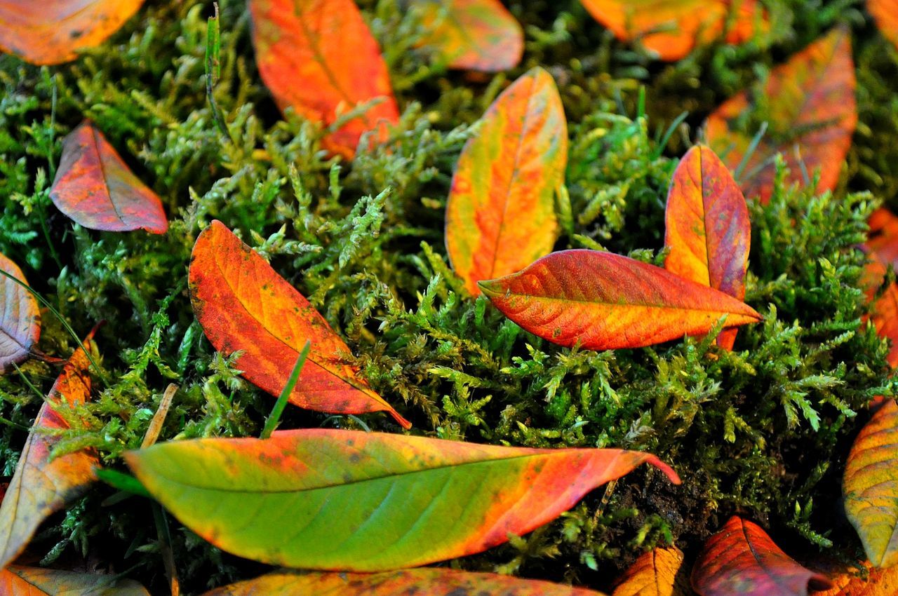 Close-up of leaves on plant