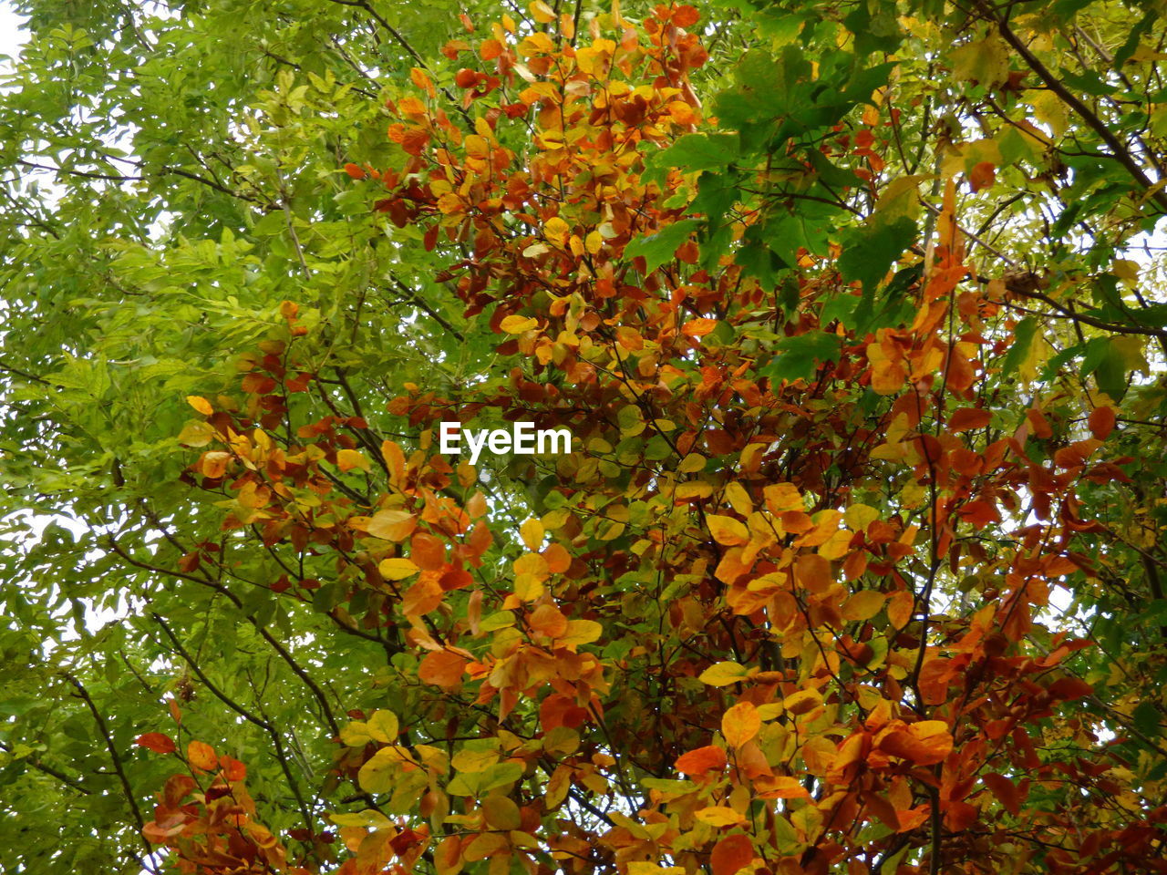 LOW ANGLE VIEW OF TREE AGAINST AUTUMN LEAVES