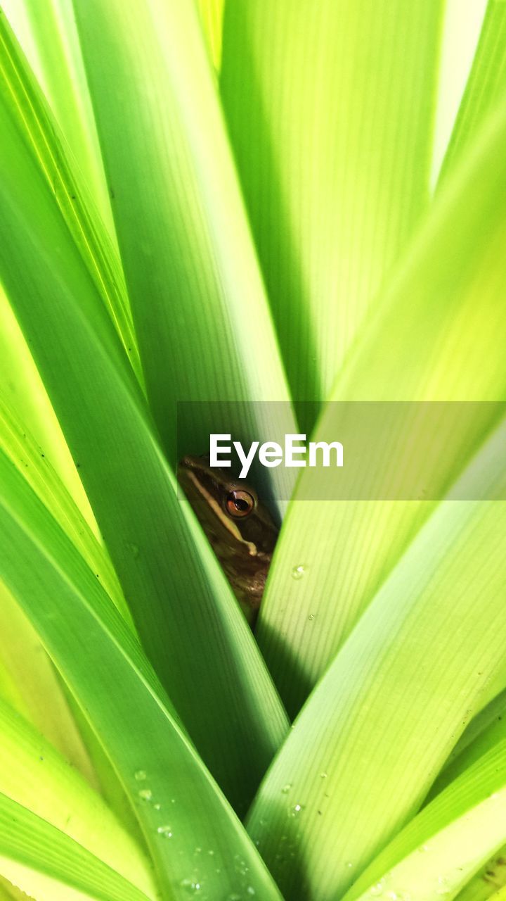 CLOSE-UP OF GREEN LEAF