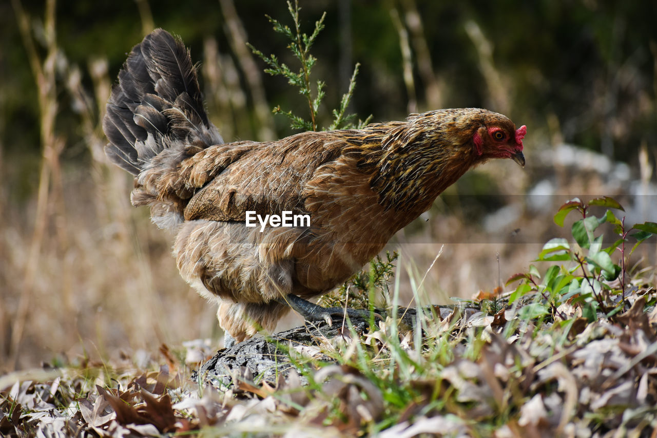 Close-up of a bird on land