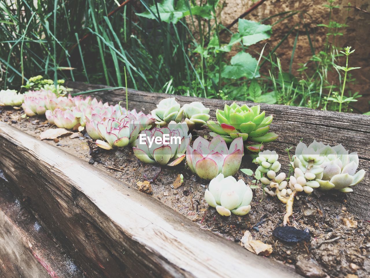 CLOSE-UP OF PINK FLOWERING PLANTS IN WOOD