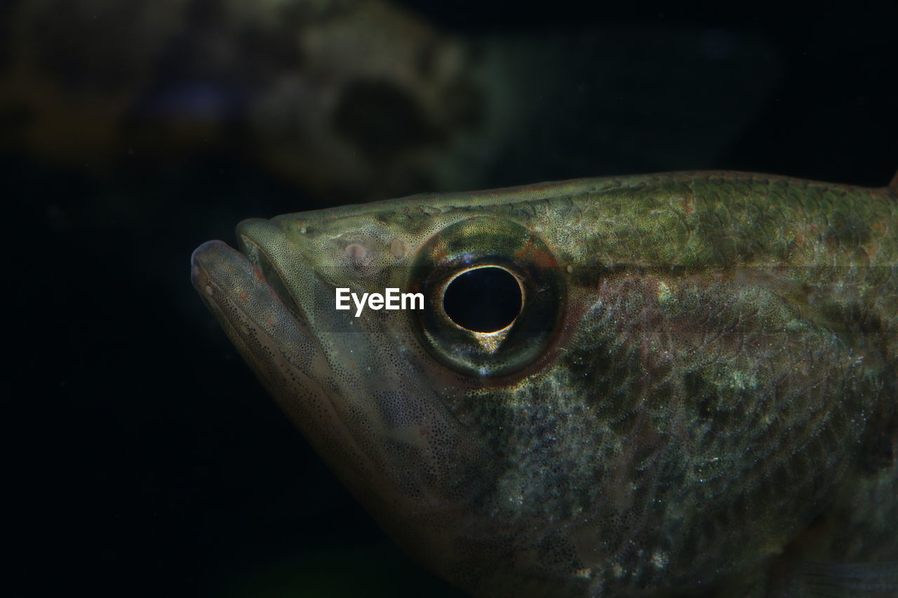 Close-up of fish swimming in sea