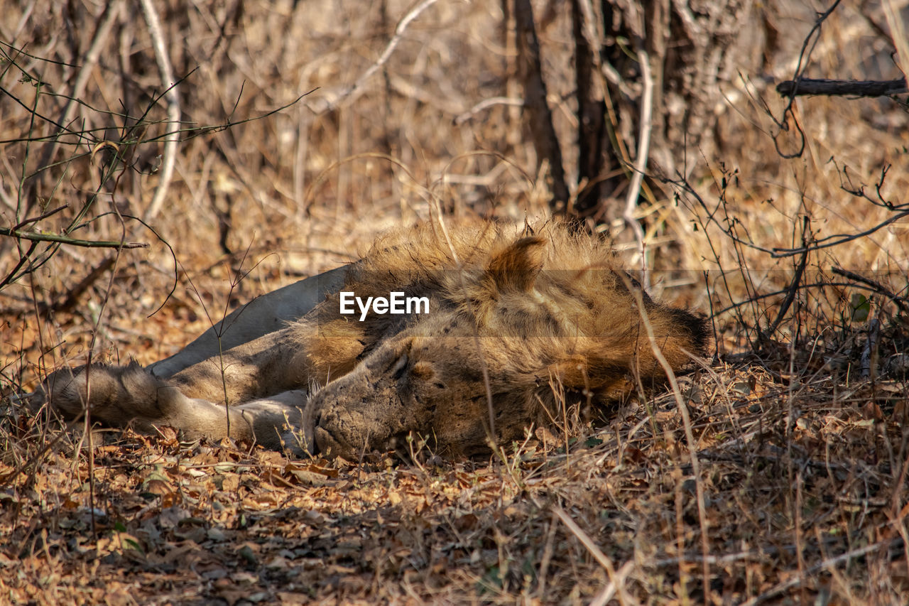 animal themes, animal, animal wildlife, wildlife, mammal, one animal, nature, plant, no people, safari, tree, tourism, day, outdoors, relaxation, land, travel destinations, feline, grass, dry, lying down