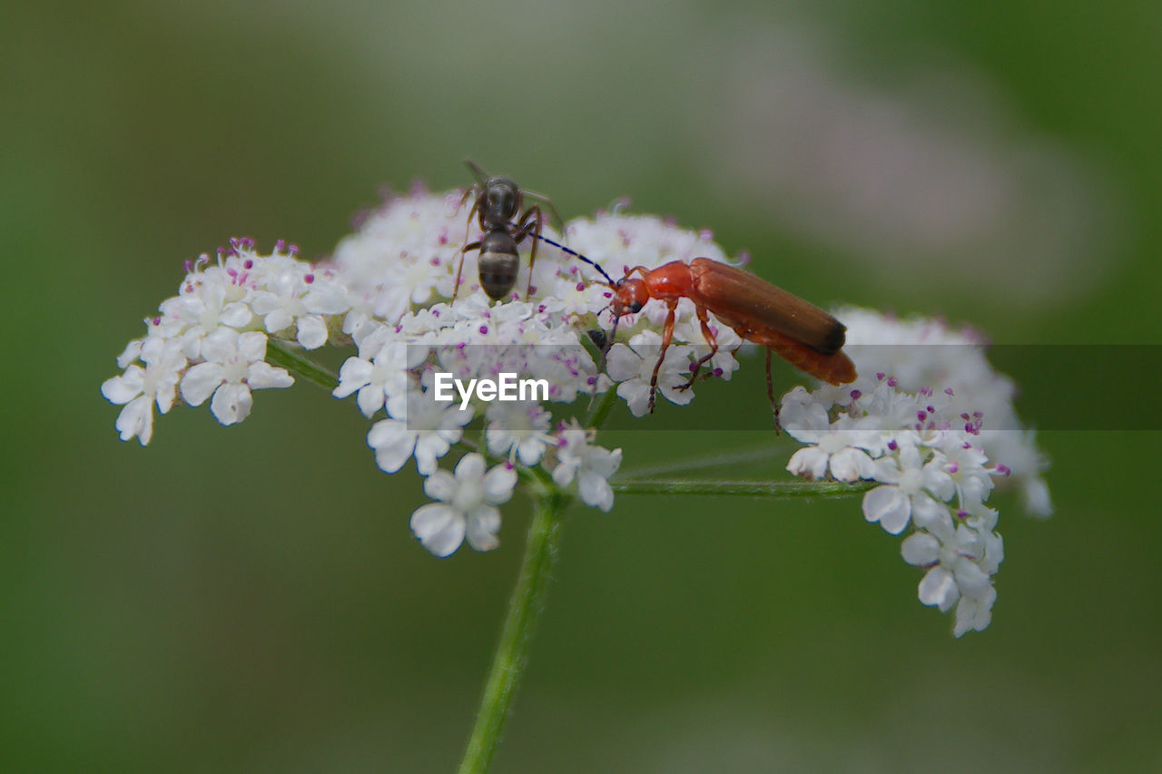 close-up of insect on white flowers