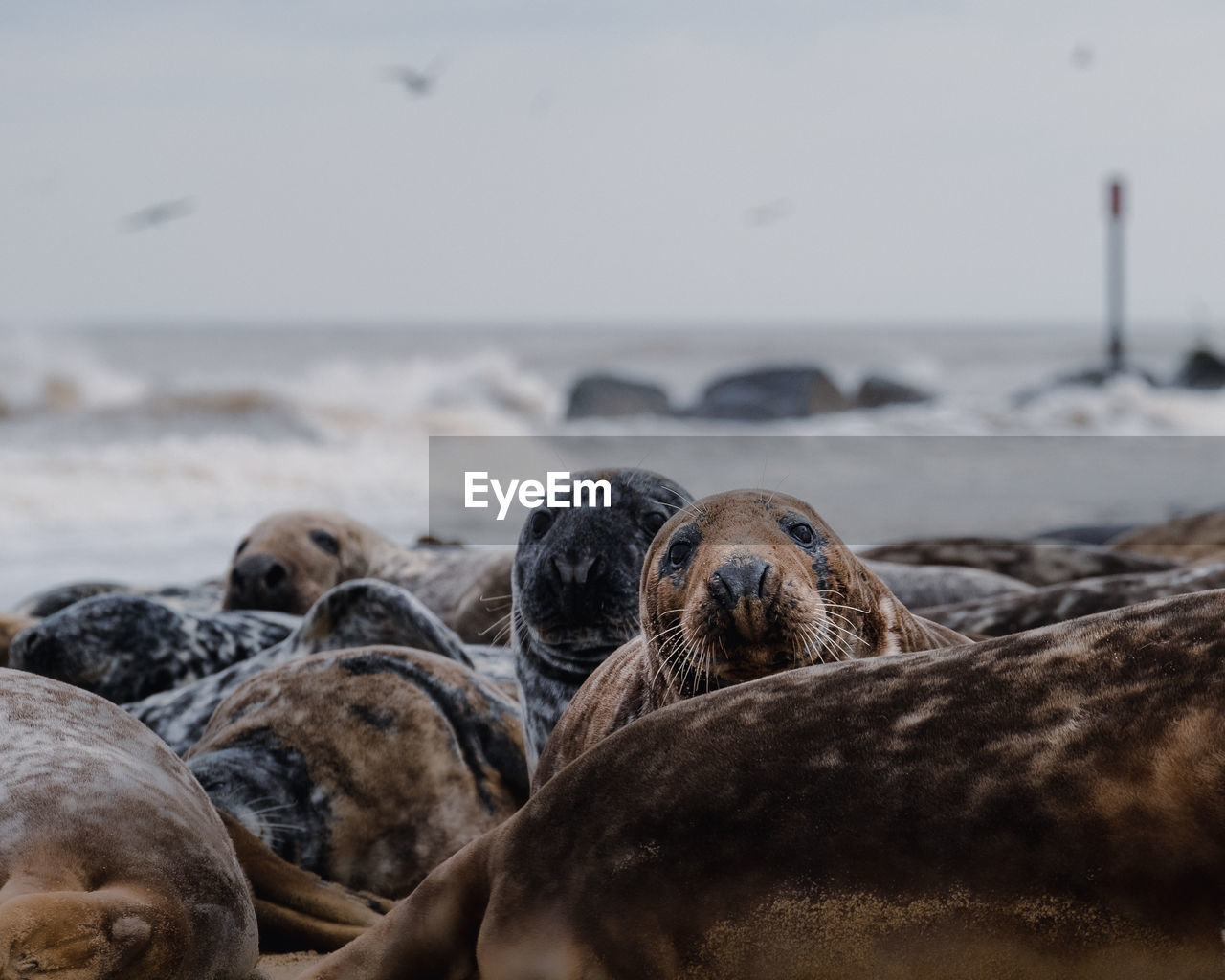 Seals on beach