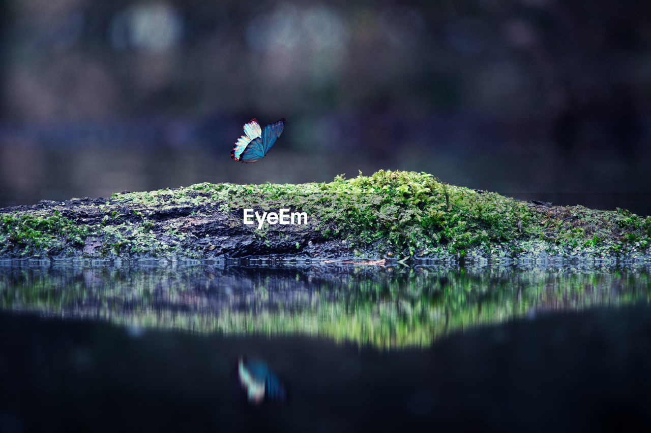 Butterfly flying by moss covered rock on lake