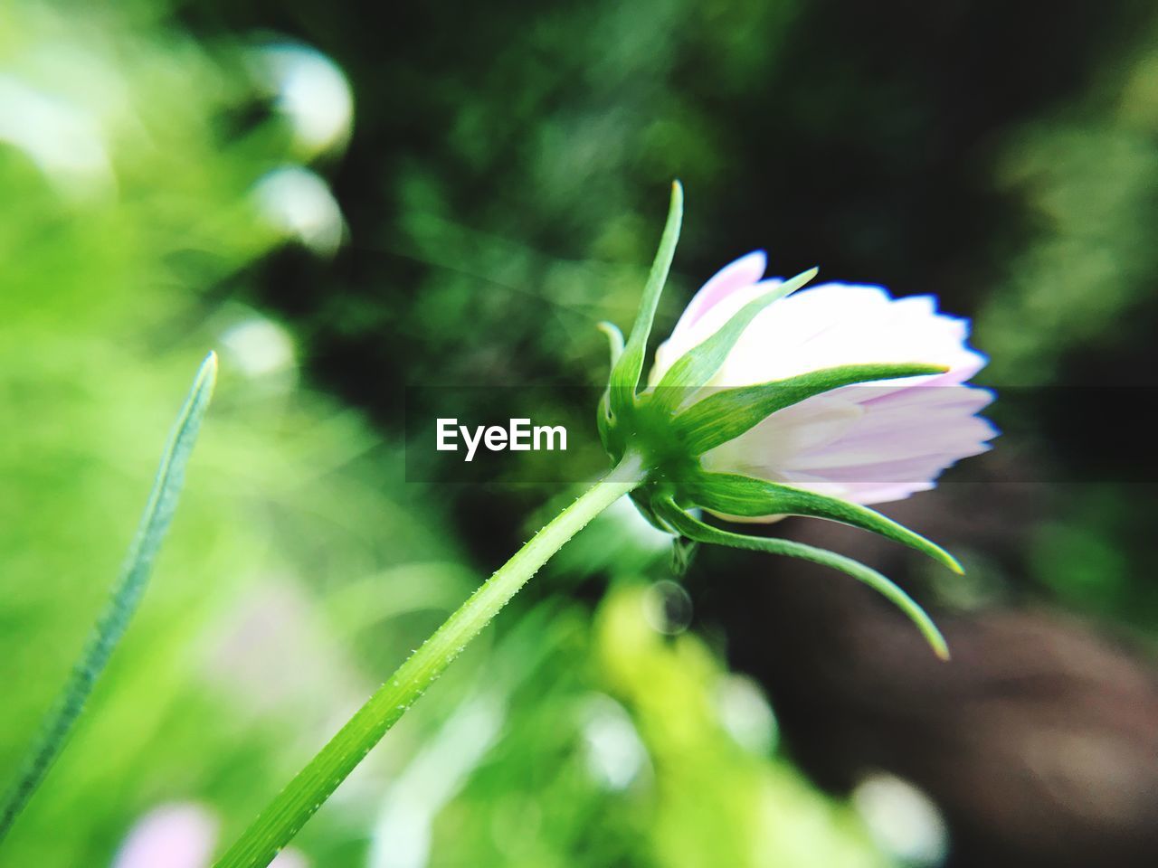 CLOSE-UP OF FLOWERS