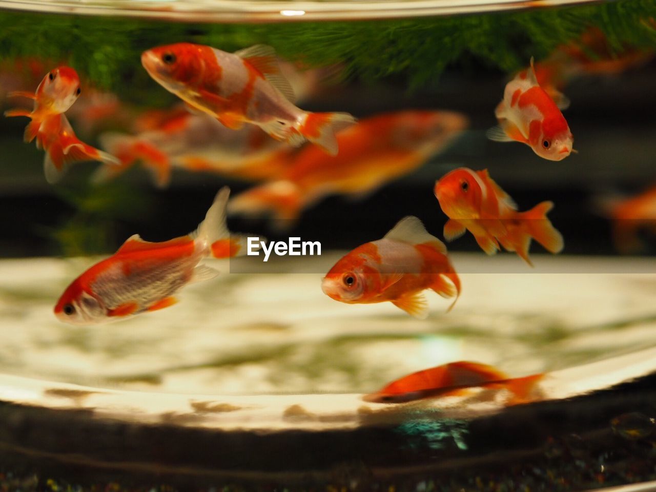 Close-up of koi fish in water