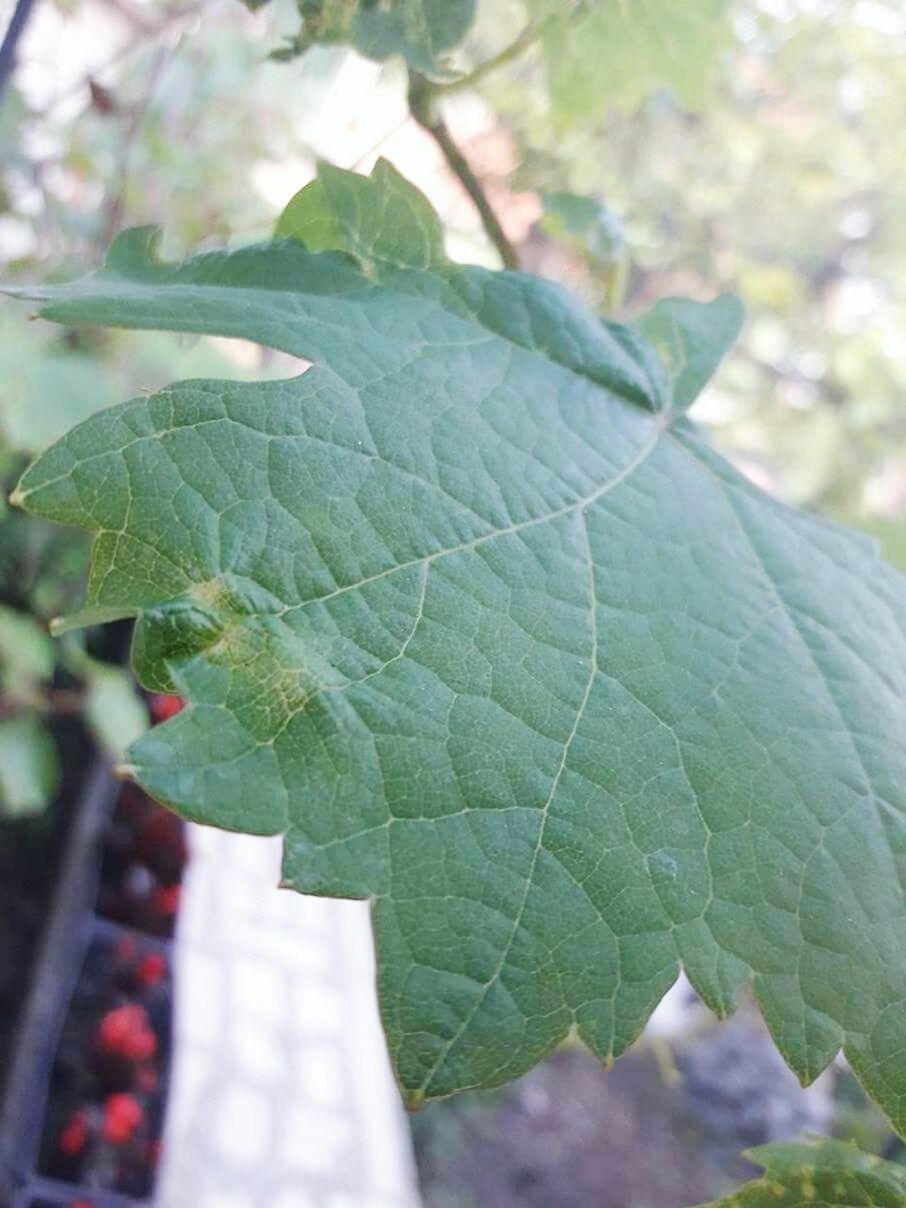 CLOSE-UP OF PLANT