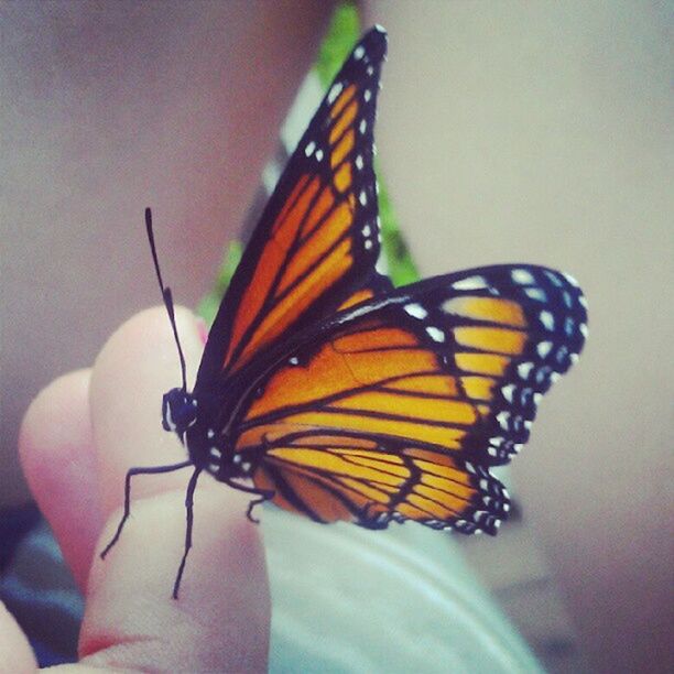 CLOSE-UP OF BUTTERFLY ON PLANT