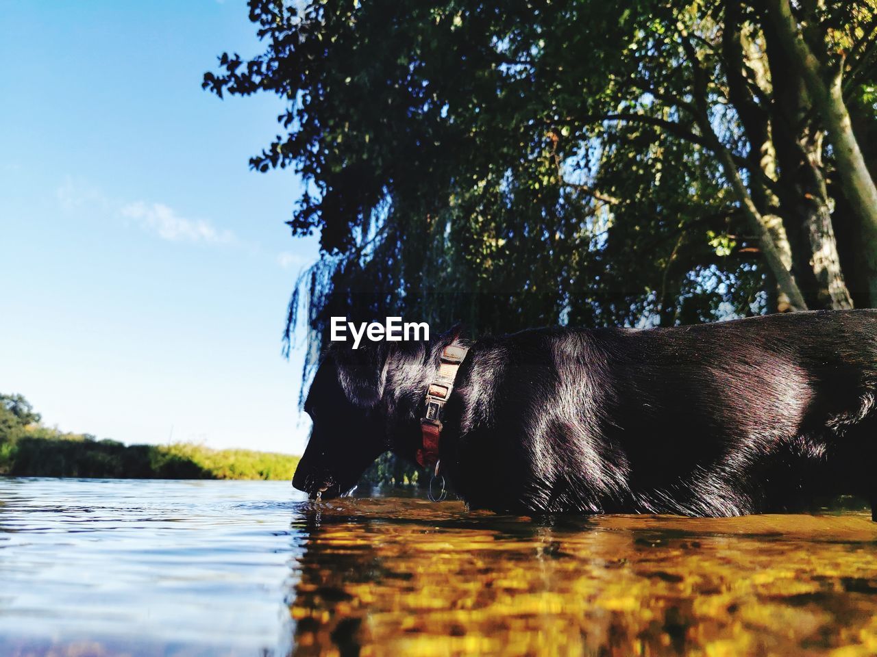 VIEW OF DOG BY LAKE