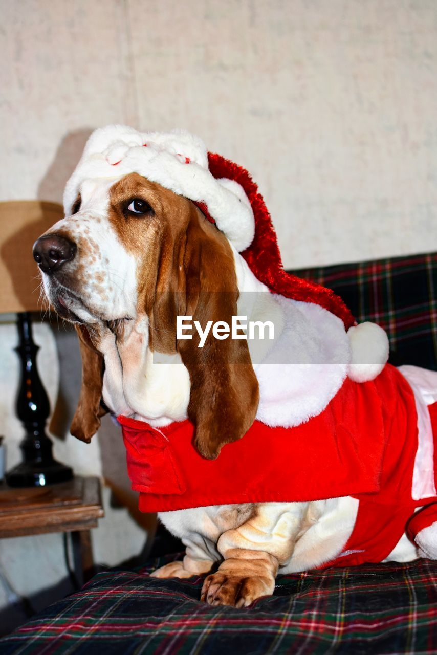 Basset hound in christmas clothing