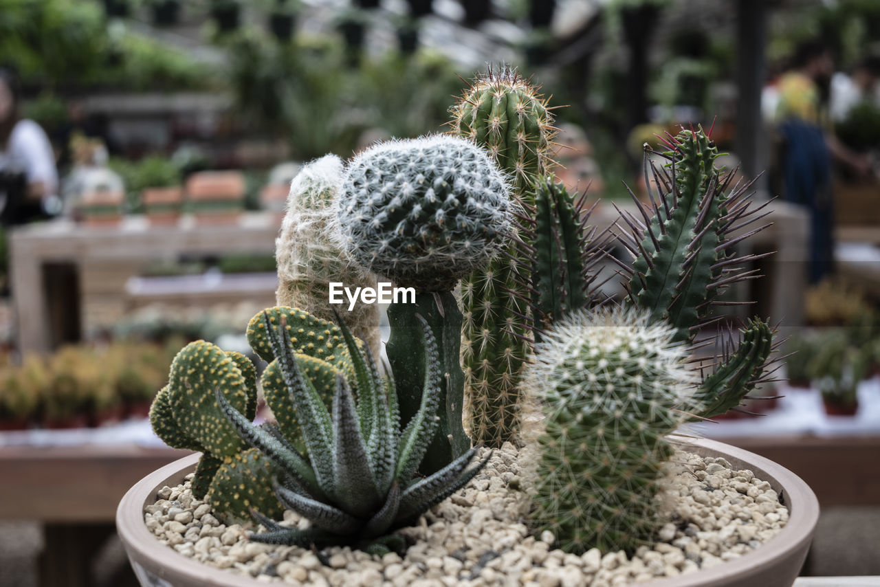 cactus, succulent plant, plant, growth, nature, thorn, potted plant, focus on foreground, no people, spiked, flower, day, green, beauty in nature, sharp, outdoors, barrel cactus, garden, close-up, houseplant, botany