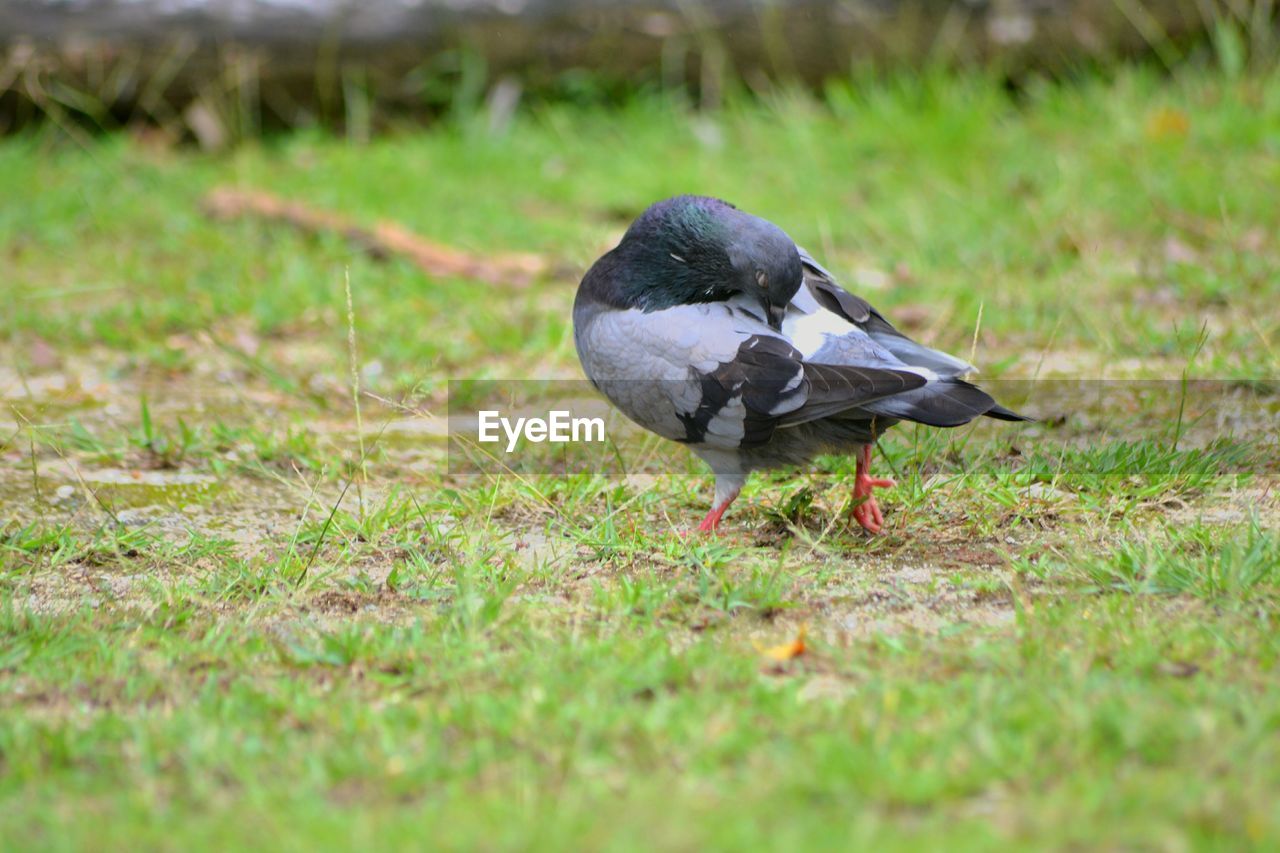 Close-up of pigeon on grassy field