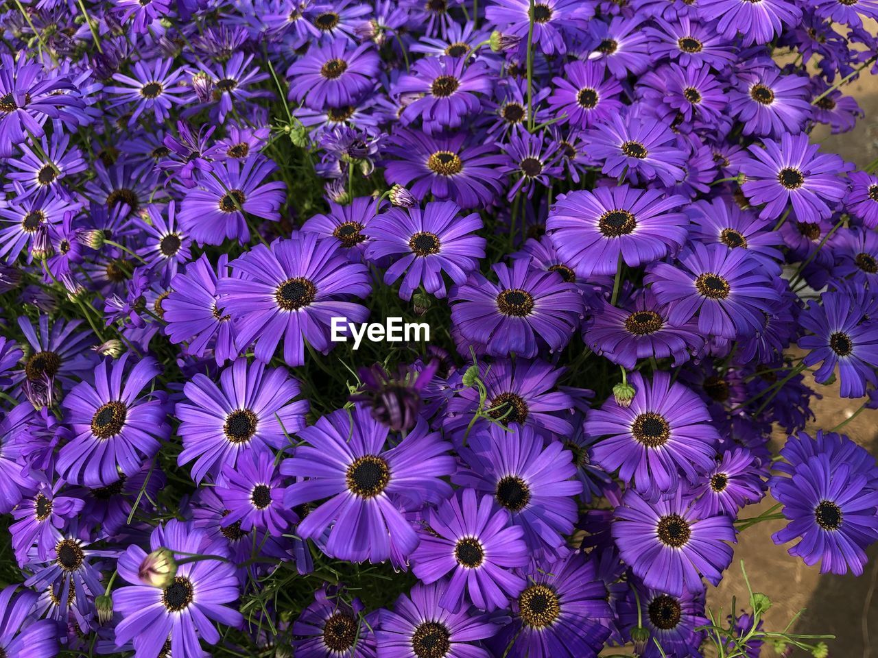 High angle view of purple flowers