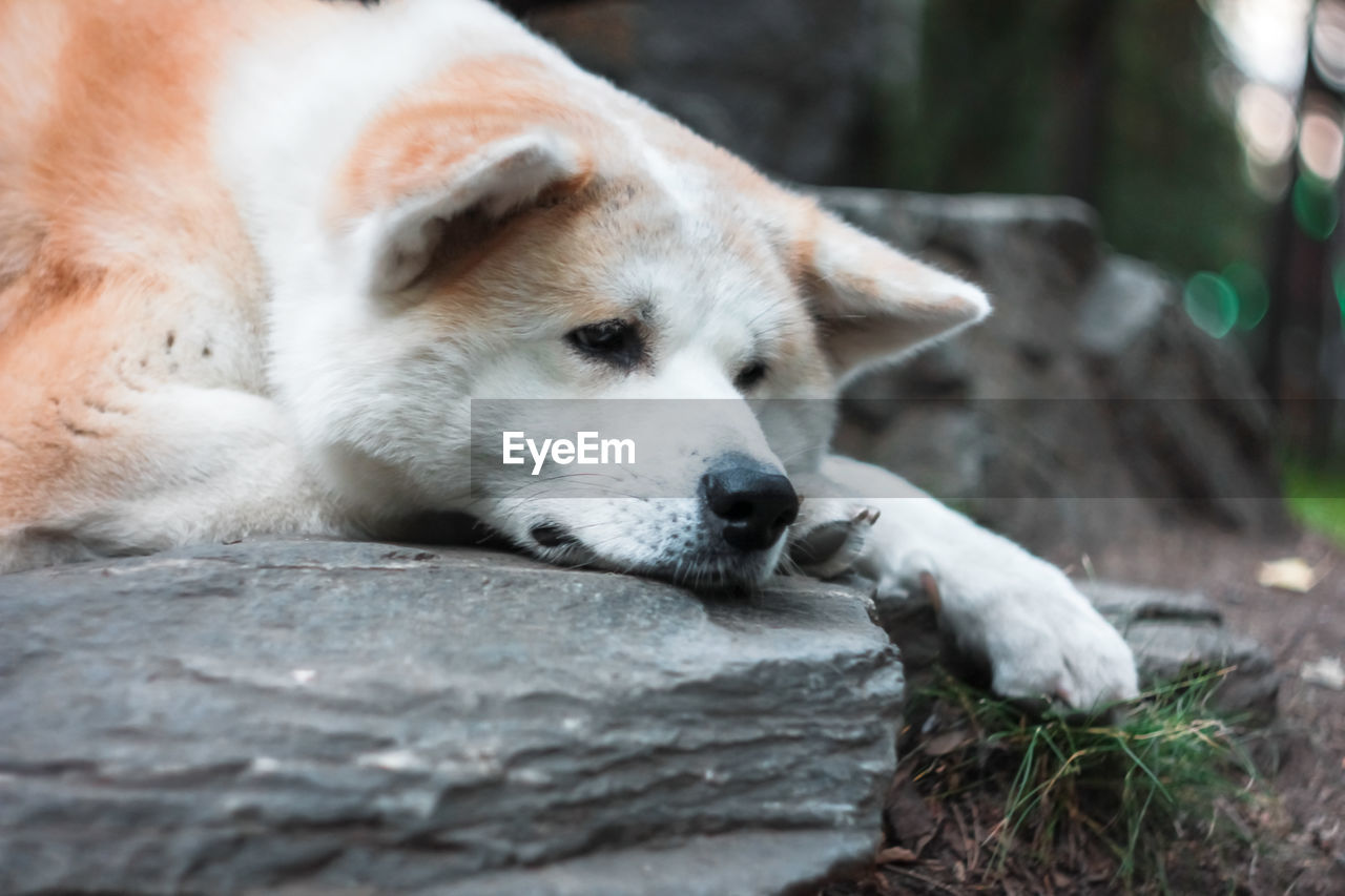 CLOSE-UP OF DOG RESTING