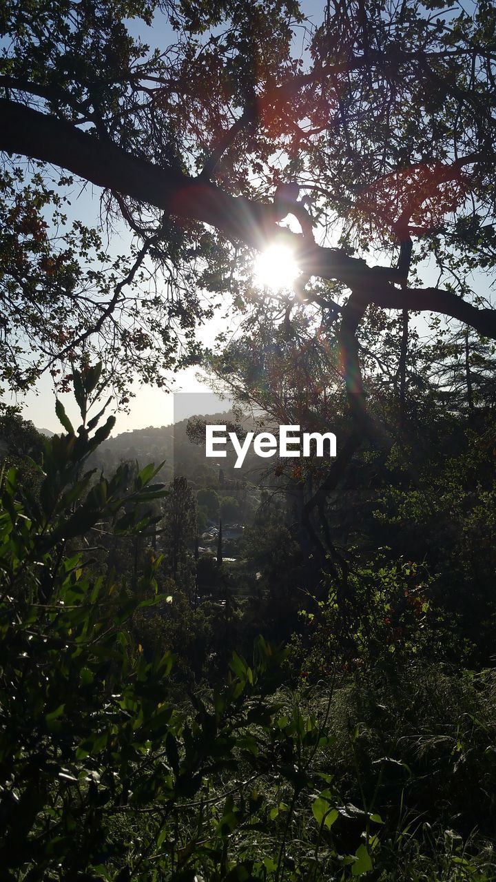 TREES ON LANDSCAPE