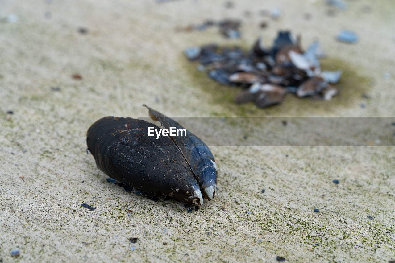 HIGH ANGLE VIEW OF A SHELL ON SAND