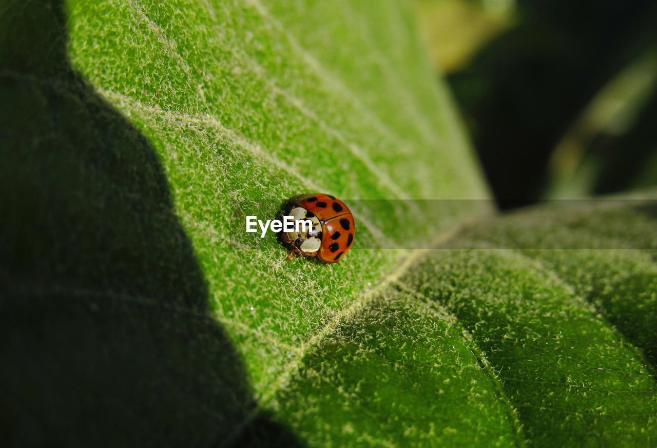 Close-up of ladybug on leaf