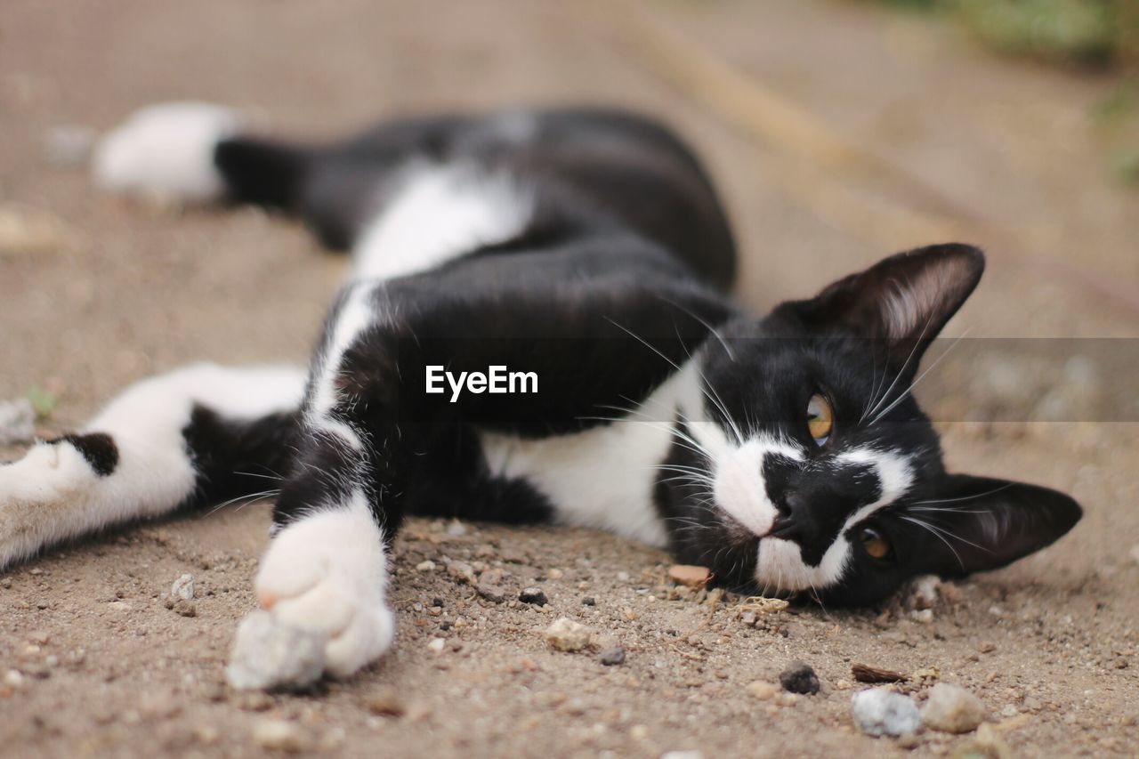 Close-up of cat lying down outdoors