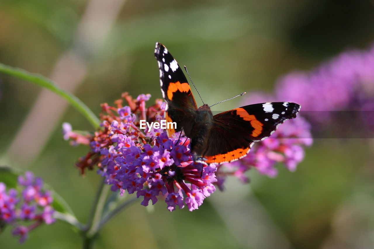 close-up of butterfly pollinating on purple flower