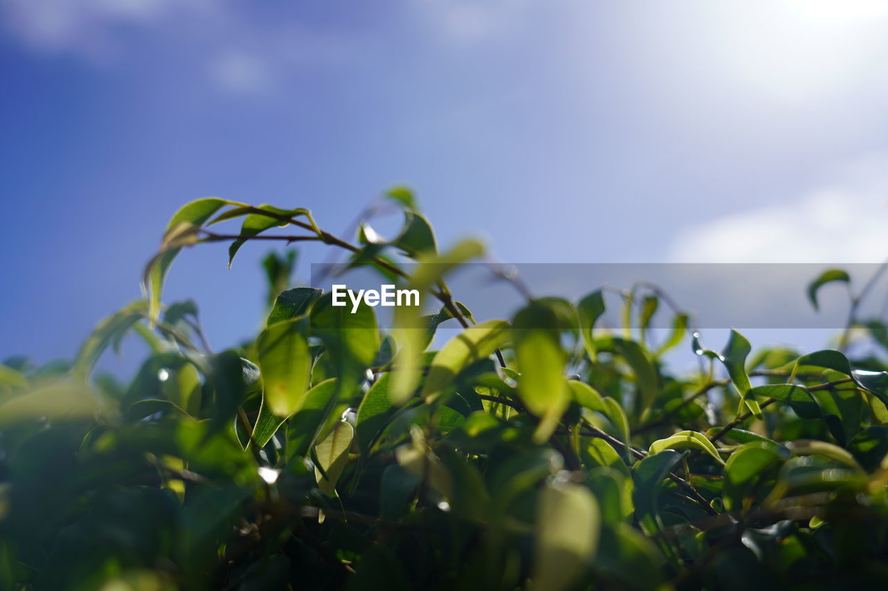 Weeping fig, ficus benjamina, a species of fig trees, aka ficus tree, tropical laurel, benjamin fig 