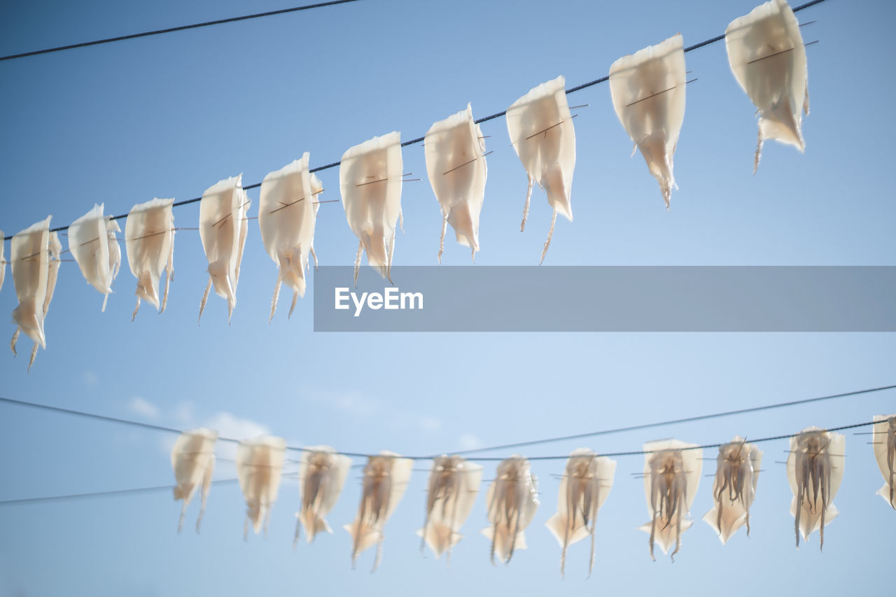 Squid drying like laundry at yobuko fishing port, karatsu city, saga prefecture.