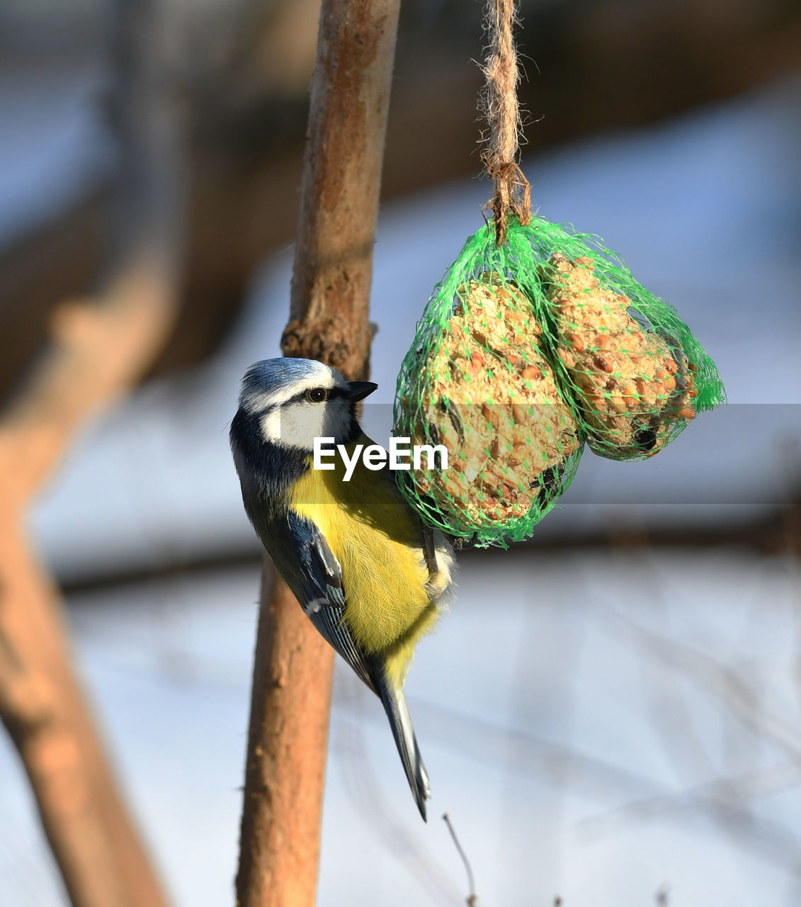 CLOSE-UP OF PARROT PERCHING ON BRANCH