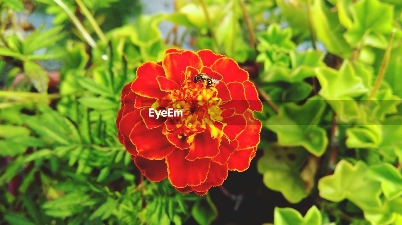 CLOSE-UP OF RED FLOWERS