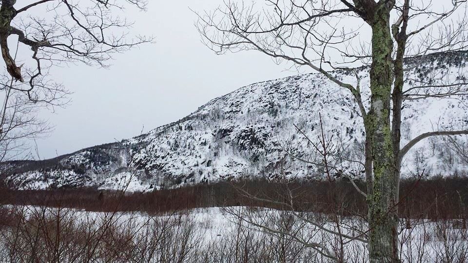 BARE TREES ON SNOW COVERED MOUNTAINS