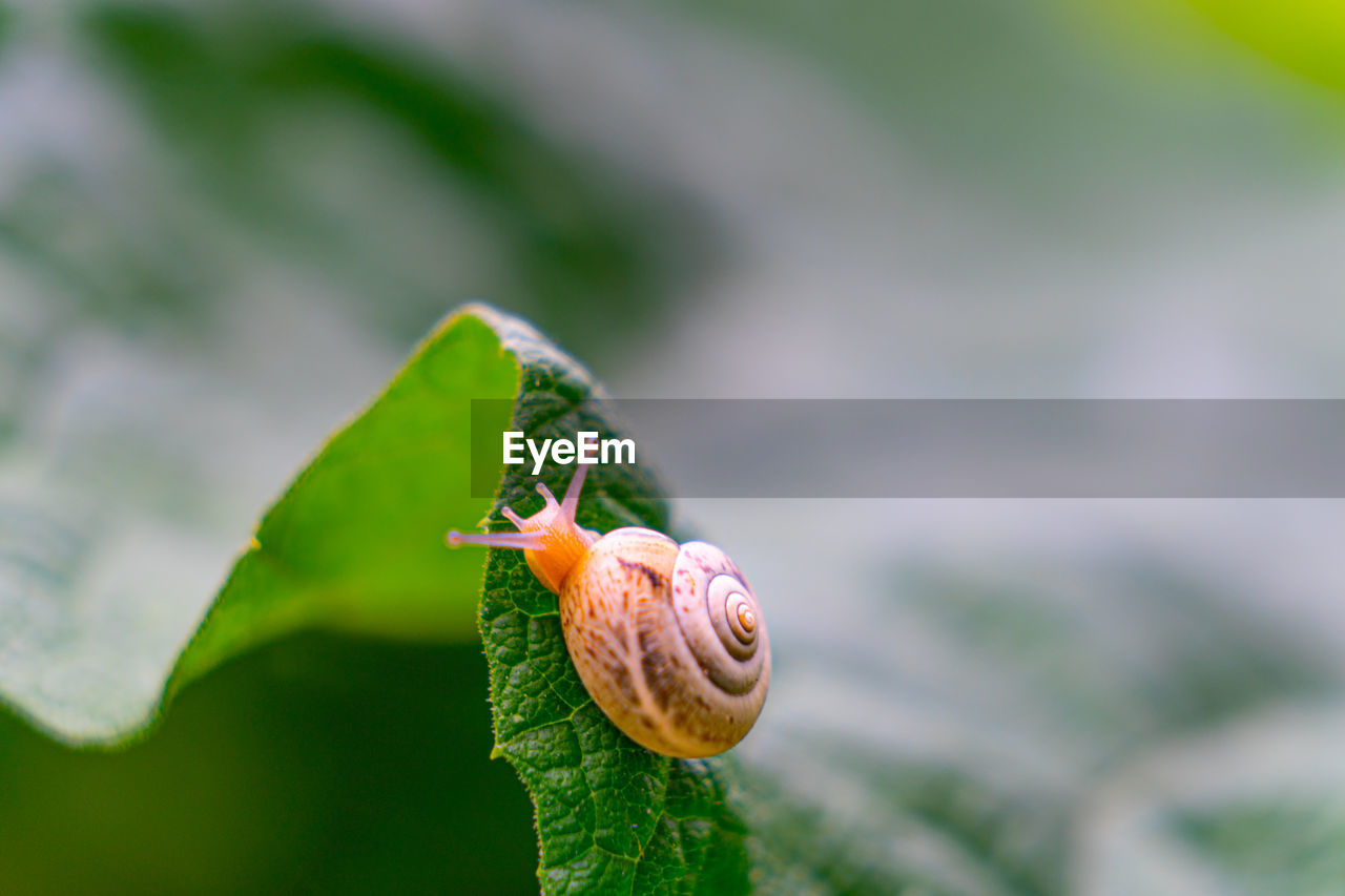 Close-up of snail on leaf