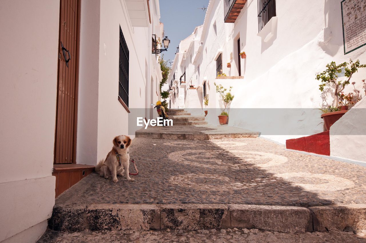 Puppy on steps amidst houses in town