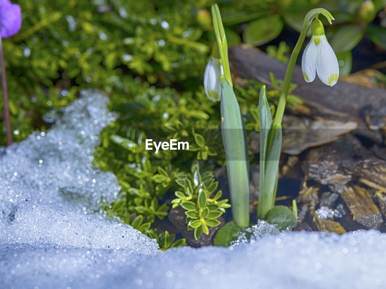 Close-up of plants during winter