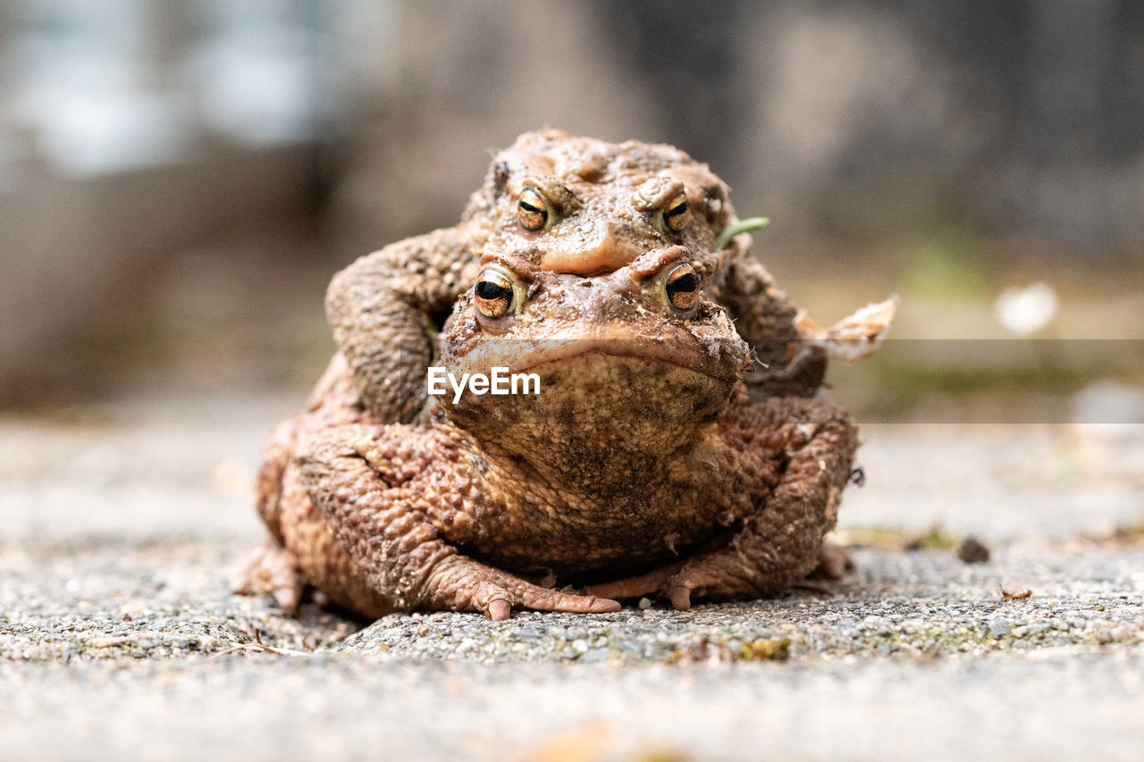 CLOSE-UP PORTRAIT OF FROG ON GROUND