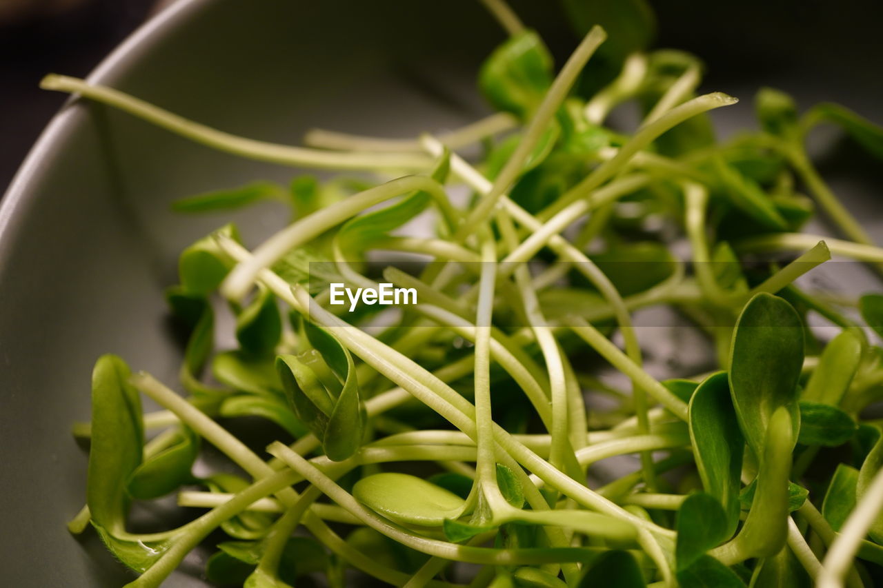 CLOSE-UP OF FRESH GREEN LEAVES WITH PLANT